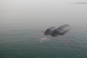 Leatherback turtle, Strangford Lough 17/02/08 © Andy Elliot